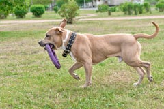 Un perro, un pitbull marrón, corre a lo largo de la hierba con un juguete en sus dientes Marco horizontal fotos de archivo libres de regalías Un perro, un pitbull marrón, corre a lo largo de la hierba con un juguete en sus dientes Marco horizontal fotos de archivo libres de regalías