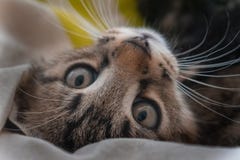 Un petit chaton regarde fixement la cam?ra avec des regards doux image libre de droits Un petit chaton regarde fixement la cam?ra avec des regards doux image libre de droits