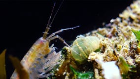 Un petit crustacé du genre Gammarus, attrapé par une petite actinie - un lineata de Diadumene d'envahisseur banque de vidéos Un petit crustacé du genre Gammarus, attrapé par une petite actinie - un lineata de Diadumene d'envahisseur banque de vidéos