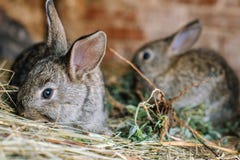 Un petit joli lapin se repose dans une cage et un foin de reniflement photos libres de droits Un petit joli lapin se repose dans une cage et un foin de reniflement photos libres de droits