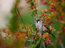 Un petit moineau se repose sur une branche de berbéris photographie stock Un petit moineau se repose sur une branche de berbéris photographie stock