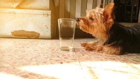 Un petit verre de reniflement de chien de terrier de Yorkshire image libre de droits Un petit verre de reniflement de chien de terrier de Yorkshire image libre de droits