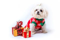 Un piccolo cane irsuto bianco fotografie stock libere da diritti Un piccolo cane irsuto bianco fotografie stock libere da diritti