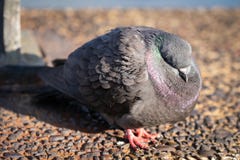 Un pidgeon commun de roche, dormant une journée de printemps tôt froide photo stock Un pidgeon commun de roche, dormant une journée de printemps tôt froide photo stock