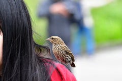 Un plan rapproché de merle à ailes rouges juvénile image libre de droits Un plan rapproché de merle à ailes rouges juvénile image libre de droits