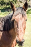 Un plan rapproché de portrait de cheval avec le fond mou photo libre de droits Un plan rapproché de portrait de cheval avec le fond mou photo libre de droits