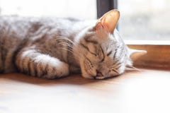 Un plan rapproché de visage de chat de sommeil images libres de droits Un plan rapproché de visage de chat de sommeil images libres de droits