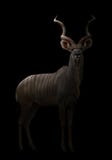 Un plus grand kudu dans l'obscurité photographie stock Un plus grand kudu dans l'obscurité photographie stock