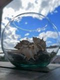 Un pot complètement d'escargots de mer photos libres de droits Un pot complètement d'escargots de mer photos libres de droits