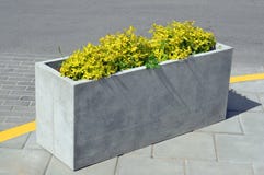 Un pot de fleur concret rectangulaire avec une usine jaune images libres de droits Un pot de fleur concret rectangulaire avec une usine jaune images libres de droits