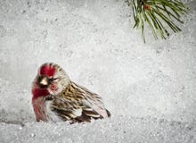 Un poussin de flammea de Carduelis de redpoll avec le mâle rouge de sein s'asseyant dans la neige au printemps Avec l'espace de c images stock Un poussin de flammea de Carduelis de redpoll avec le mâle rouge de sein s'asseyant dans la neige au printemps Avec l'espace de c images stock