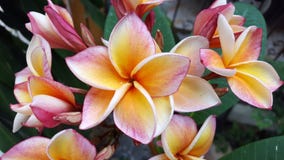 Un primer de las flores rojas amarillas del plumeria en el jardín foto de archivo Un primer de las flores rojas amarillas del plumeria en el jardín foto de archivo