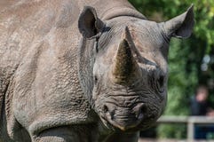 Un primo piano di un rinoceronte nero allo zoo immagini stock Un primo piano di un rinoceronte nero allo zoo immagini stock