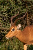 Un profil de côté de RAM de kudu photographie stock Un profil de côté de RAM de kudu photographie stock