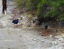 Un Pukeko joven y un adulto fotografía de archivo libre de regalías Un Pukeko joven y un adulto fotografía de archivo libre de regalías