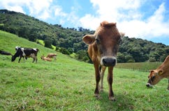 Un punto de vista del perro de la granja Un punto de vista del perro de la granja