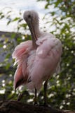 Un pájaro colorido del Spoonbill rosado foto de archivo libre de regalías Un pájaro colorido del Spoonbill rosado foto de archivo libre de regalías