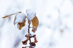 Un ramo di albero con le foglie arancio asciutte, coperte di neve, su un Li fotografie stock Un ramo di albero con le foglie arancio asciutte, coperte di neve, su un Li fotografie stock