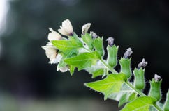 Un ramo di un fiore del prato Campane d'attaccatura Rimuova diagonalmente nella distanza immagine stock Un ramo di un fiore del prato Campane d'attaccatura Rimuova diagonalmente nella distanza immagine stock