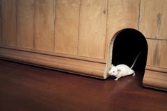 Un ratón que sale de ella es agujero Un ratón que sale de ella es agujero