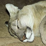 Un león de montaña que duerme en su guarida imagen de archivo Un león de montaña que duerme en su guarida imagen de archivo