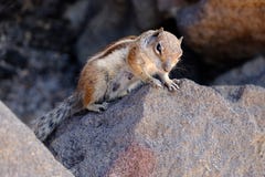Un retrato de una ardilla linda en las piedras foto de archivo libre de regalías Un retrato de una ardilla linda en las piedras foto de archivo libre de regalías