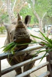Un rhinocéros mignon dans le zoo qui a beaucoup d'animaux image stock Un rhinocéros mignon dans le zoo qui a beaucoup d'animaux image stock