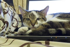 Un ritratto del gatto immagine stock Un ritratto del gatto immagine stock