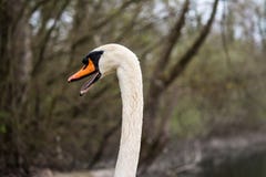 Un ritratto di un cigno muto nelle zone umide del fiume il Reno fotografia stock Un ritratto di un cigno muto nelle zone umide del fiume il Reno fotografia stock