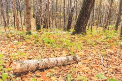 Un rondin d'un bouleau au sol en automne, une vue fabuleuse photo libre de droits Un rondin d'un bouleau au sol en automne, une vue fabuleuse photo libre de droits