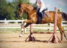 Un sauro con un cavaliere fa un salto sopra una barriera immagini stock Un sauro con un cavaliere fa un salto sopra una barriera immagini stock