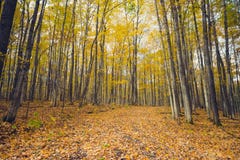 Un sentiero nel bosco attraverso il fogliame dorato di autunno fotografia stock libera da diritti Un sentiero nel bosco attraverso il fogliame dorato di autunno fotografia stock libera da diritti