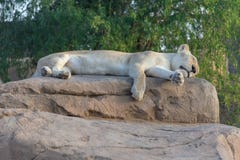 Un sonno, leone raro e bianco su una roccia fotografia stock Un sonno, leone raro e bianco su una roccia fotografia stock