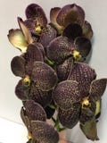 Un tallo de la orquídea marrón oscura del color fotografía de archivo libre de regalías Un tallo de la orquídea marrón oscura del color fotografía de archivo libre de regalías