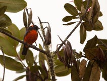 Un Tanager Écarlate-Gonflé dans la forêt humide Images libres de droits Un Tanager Écarlate-Gonflé dans la forêt humide Images libres de droits