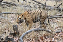 Un tigre masculin en été chaud photo stock Un tigre masculin en été chaud photo stock