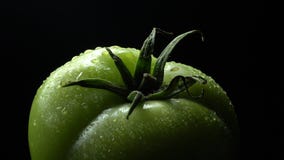 Un tomate verde fresco Un tomate verde fresco