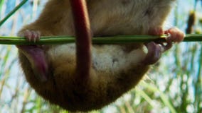 Un topo di raccolto sta scalando l'erba, una coda prensile agisce come un quinto arto in modo da è agile come scimmia che scala i fotografia stock Un topo di raccolto sta scalando l'erba, una coda prensile agisce come un quinto arto in modo da è agile come scimmia che scala i fotografia stock
