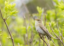 Un trochilus del Phylloscopus del luì grosso che mostra il suo territorio cantando alto su un ramo In un fondo verde intenso con immagine stock libera da diritti Un trochilus del Phylloscopus del luì grosso che mostra il suo territorio cantando alto su un ramo In un fondo verde intenso con immagine stock libera da diritti