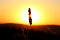 Un tronco del maíz en el medio del sol que termina su camino Puesta del sol hermosa con el cielo anaranjado y las montañas negras imagen de archivo libre de regalías Un tronco del maíz en el medio del sol que termina su camino Puesta del sol hermosa con el cielo anaranjado y las montañas negras imagen de archivo libre de regalías