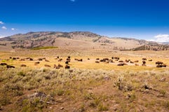 Un troupeau de bison en parc national de Yellowstone images stock Un troupeau de bison en parc national de Yellowstone images stock