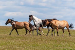 Un troupeau de chevaux avec des poulains boivent l'eau d'un étang sur un chaud, jour d'été photos stock Un troupeau de chevaux avec des poulains boivent l'eau d'un étang sur un chaud, jour d'été photos stock