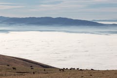 Un troupeau de chevaux pâturant sur une montagne, au-dessus d'une mer de images stock Un troupeau de chevaux pâturant sur une montagne, au-dessus d'une mer de images stock