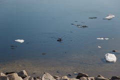 Un troupeau des canards sauvages nageant en rivi?re apr?s l'hiver photos stock Un troupeau des canards sauvages nageant en rivi?re apr?s l'hiver photos stock