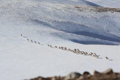 Un troupeau des moutons (argali Marco Polo) émigre dans Tien Shan photographie stock libre de droits Un troupeau des moutons (argali Marco Polo) émigre dans Tien Shan photographie stock libre de droits