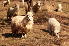 Un troupeau des moutons prêtant l'attention à la caméra photographie stock Un troupeau des moutons prêtant l'attention à la caméra photographie stock
