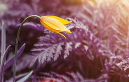 Un tulipano selvatico giallo contro fondo porpora surreale fotografia stock Un tulipano selvatico giallo contro fondo porpora surreale fotografia stock