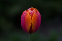 Un tulipán que florece de gotas de rocío foto de archivo libre de regalías Un tulipán que florece de gotas de rocío foto de archivo libre de regalías