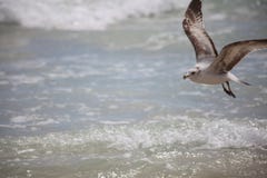 Un uccello di mare sta volando fotografie stock Un uccello di mare sta volando fotografie stock