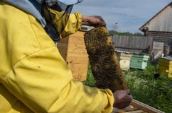 Un uomo estrae del telaio dell'alveare con miele e le api immagine stock libera da diritti Un uomo estrae del telaio dell'alveare con miele e le api immagine stock libera da diritti
